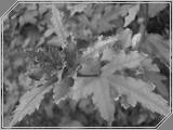 Macro02 - 121kb