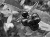 Macro03 - 103kb
