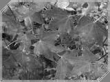 Macro04 - 136kb