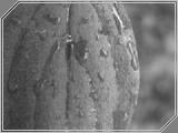 Macro05 - 132kb