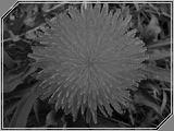 Macro06 - 152kb